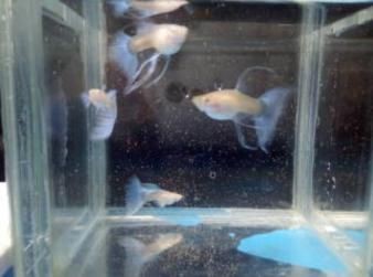 常見觀賞魚的人工繁殖實驗報告怎么寫：常見觀賞魚的人工繁殖實驗報告