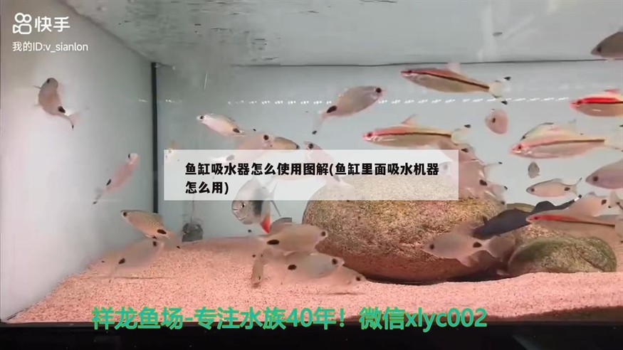 魚缸吸水器怎么使用圖解(魚缸里面吸水機(jī)器怎么用)