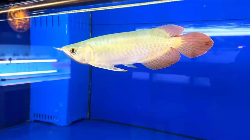 圣塔倫大湖魚(yú)
綠皮小寬身  前鰭過(guò)腹自然下掛
七鰭張力十足  尺寸27/28