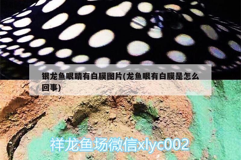 銀龍魚眼睛有白膜圖片(龍魚眼有白膜是怎么回事)