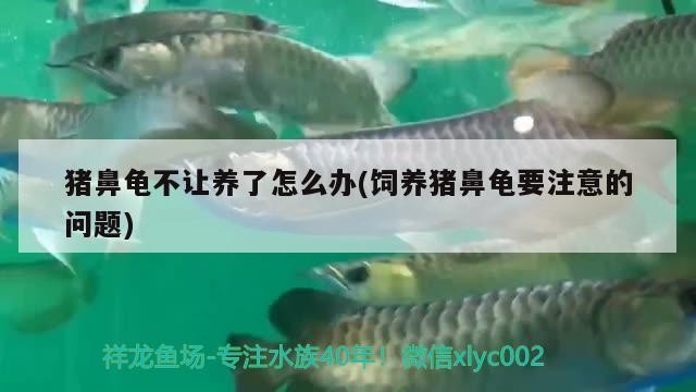 豬鼻龜不讓養了怎么辦(飼養豬鼻龜要注意的問題) 豬鼻龜不讓養了怎么辦(飼養豬鼻龜要注意的問題) 豬鼻龜百科