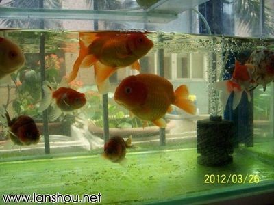 玻璃魚缸怎么鉆孔:如何在玻璃魚缸上鉆孔 魚缸百科 第3張 玻璃魚缸怎么鉆孔:如何在玻璃魚缸上鉆孔 玻璃魚缸怎么鉆孔:如何在玻璃魚缸上鉆孔 魚缸百科 第3張