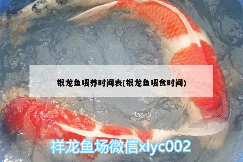 銀龍魚喂養(yǎng)時(shí)間表(銀龍魚喂食時(shí)間)