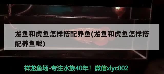 龍魚和虎魚怎樣搭配養魚(龍魚和虎魚怎樣搭配養魚呢)