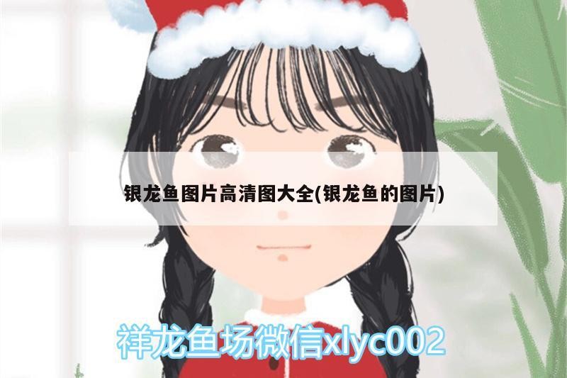 銀龍魚圖片高清圖大全(銀龍魚的圖片)