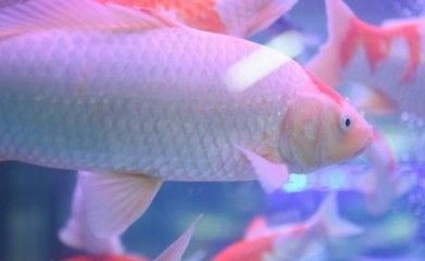 大魚缸養(yǎng)錦鯉用不用打氧：大魚缸養(yǎng)錦鯉需要打氧嗎，飼養(yǎng)錦鯉需要注意哪些事項(xiàng)