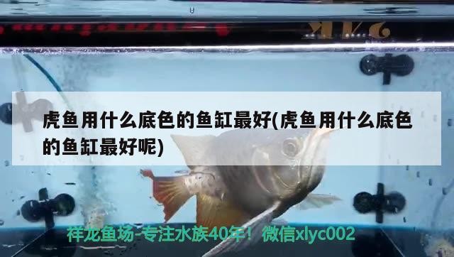 虎魚用什么底色的魚缸最好(虎魚用什么底色的魚缸最好呢) 虎魚用什么底色的魚缸最好(虎魚用什么底色的魚缸最好呢) 虎魚百科