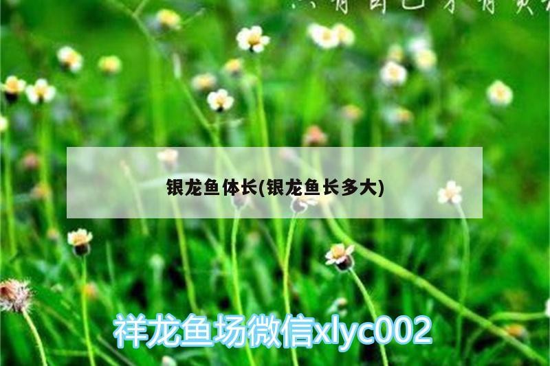 銀龍魚體長(銀龍魚長多大)