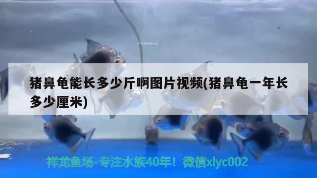 豬鼻龜能長多少斤啊圖片視頻(豬鼻龜一年長多少厘米)