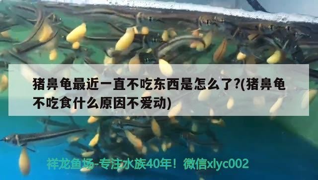 豬鼻龜最近一直不吃東西是怎么了?(豬鼻龜不吃食什么原因不愛動)