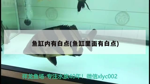 魚缸內有白點(魚缸里面有白點)