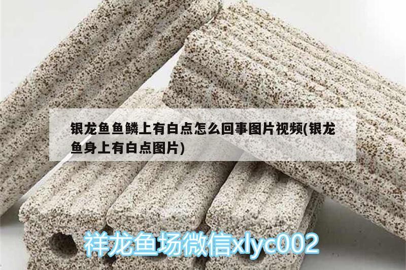 銀龍魚魚鱗上有白點怎么回事圖片視頻(銀龍魚身上有白點圖片)