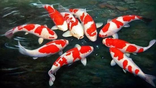 博羅縣園洲鎮鴻麗水族花卉店（博羅縣園洲鎮鴻麗水族花卉店電話）