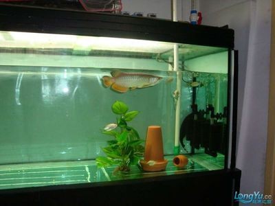 大魚缸清洗怎么把水倒出來:大魚缸清洗時倒出水主要有以下幾個方法需要注意保護魚兒 魚缸百科 第4張 大魚缸清洗怎么把水倒出來:大魚缸清洗時倒出水主要有以下幾個方法需要注意保護魚兒 大魚缸清洗怎么把水倒出來:大魚缸清洗時倒出水主要有以下幾個方法需要注意保護魚兒 魚缸百科 第4張