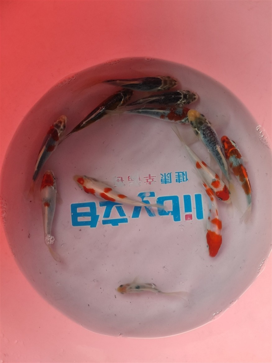 合缸第三天