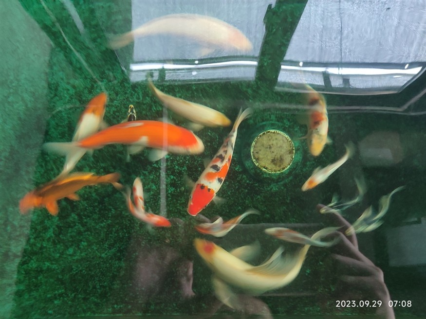 合缸第三天