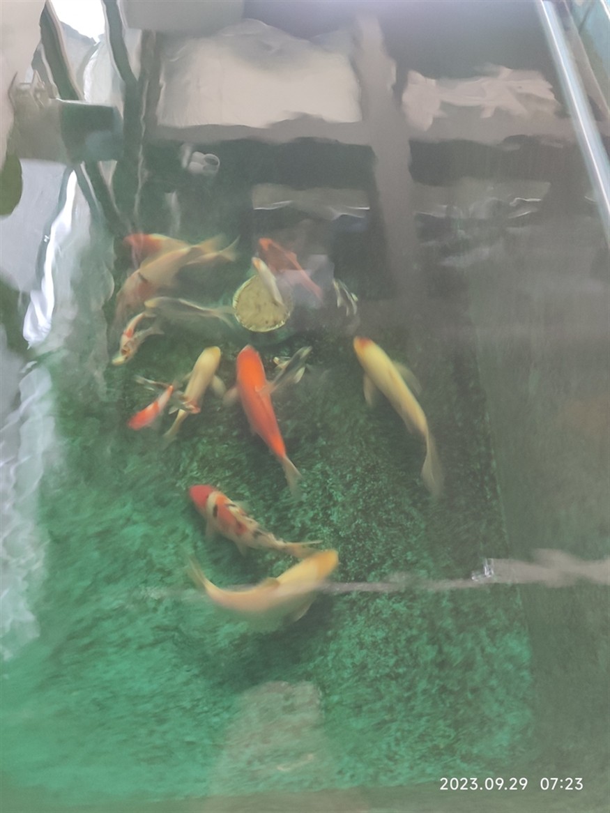 一米五長60寬的魚缸用多大瓦的水泵、一米五長60寬的魚缸幾根燈，一米五長60寬六十的魚缸幾根燈