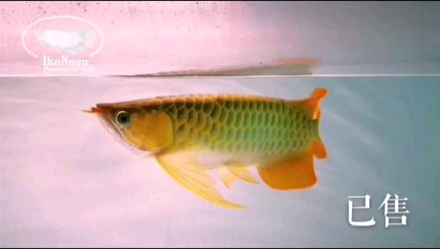 真不錯呀 真不錯呀 龍魚論壇
