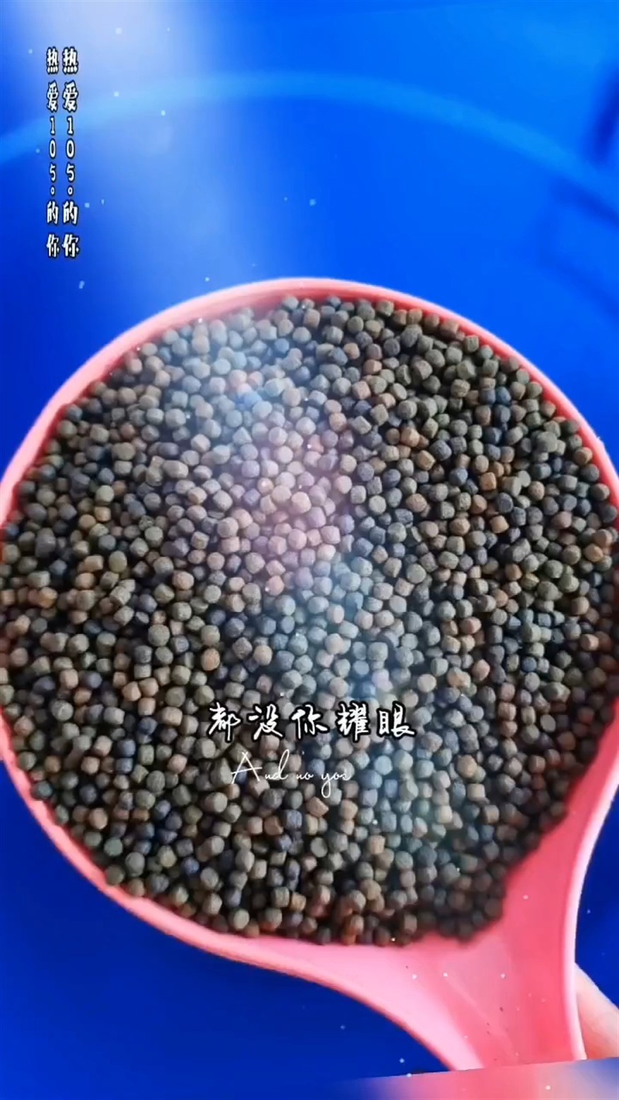 錦鯉好魚糧來吧