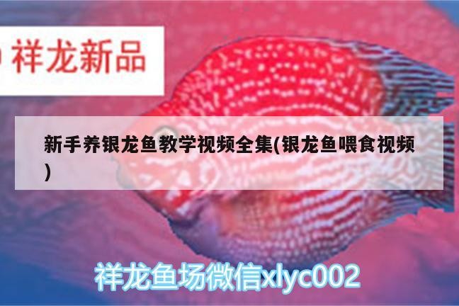 新手養銀龍魚教學視頻全集(銀龍魚喂食視頻)