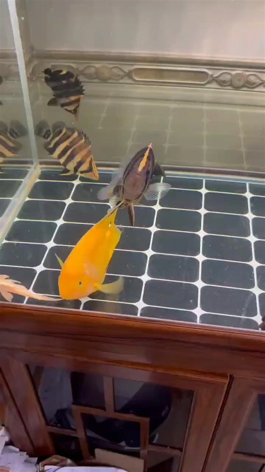 互動虎魚