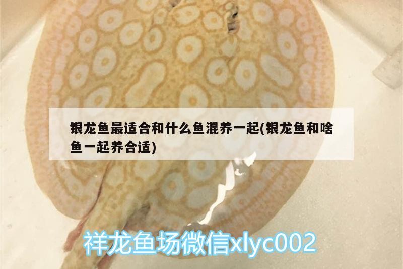 銀龍魚最適合和什么魚混養(yǎng)一起(銀龍魚和啥魚一起養(yǎng)合適)