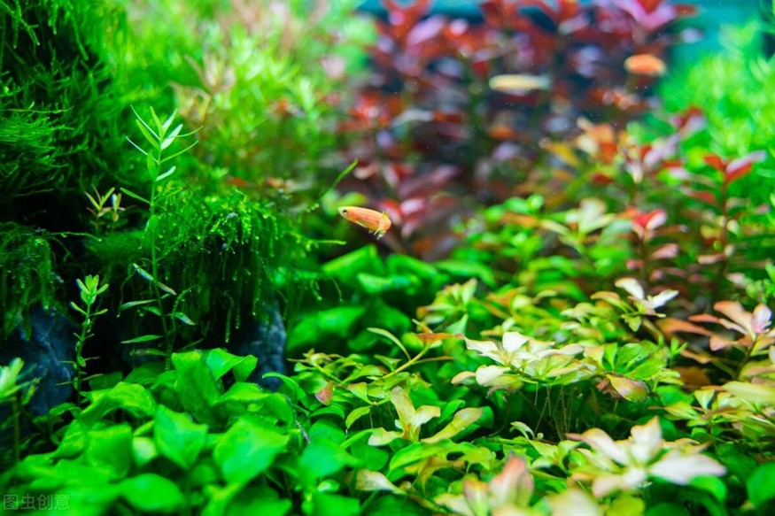 大魚缸水草放哪里養好：在大魚缸中養殖水草需要注意什么？
