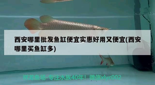 <strong><mark>西安</mark></strong>哪里批發魚缸便宜實惠好用又便宜(<strong><mark>西安</mark></strong>哪里買魚缸多)