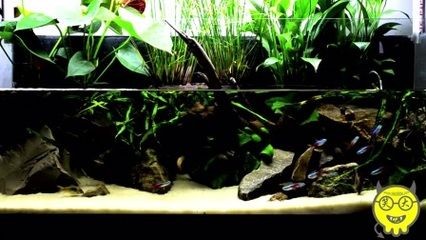 不養魚的魚缸能做什么：不養魚的魚缸可以做哪些事情？