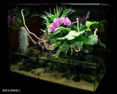 不養魚的魚缸能做什么：不養魚的魚缸可以做哪些事情？