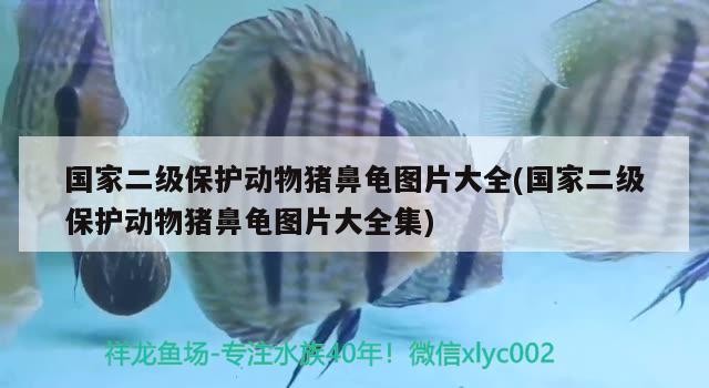國家二級保護動物豬鼻龜圖片大全(國家二級保護動物豬鼻龜圖片大全集)