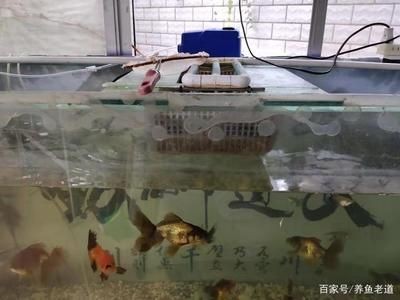 玻璃魚缸漏水補玻璃膠怎么補：玻璃魚缸漏水怎么辦