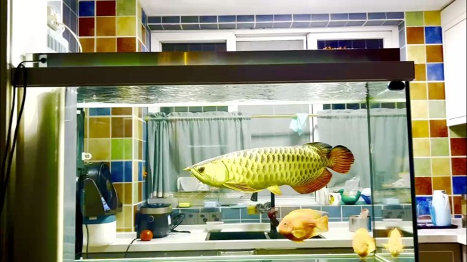 重慶龍魚寶貝