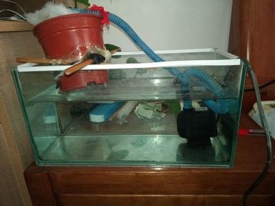 大桶水做魚缸：如何自制水桶生態魚缸？