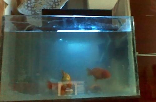 大桶水做魚缸：如何自制水桶生態魚缸？