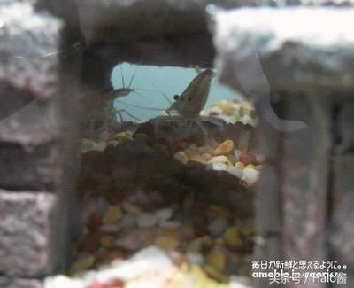 川沙哪里有賣魚缸的市場啊：上海川沙觀賞魚市場