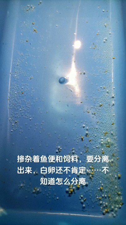 魚缸過濾器選購指南:自制魚缸過濾器魚缸上置過濾器對于養魚愛好者的必備知識 蝶翼斑馬產卵第一天 龍魚論壇 蝶翼斑馬產卵第一天 蝶翼斑馬產卵第一天 龍魚論壇