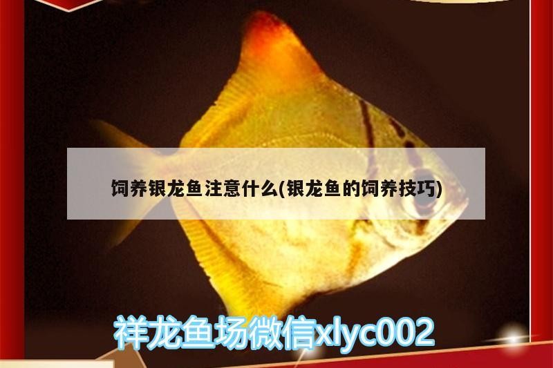飼養(yǎng)銀龍魚(yú)注意什么(銀龍魚(yú)的飼養(yǎng)技巧)