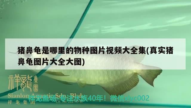 豬鼻龜是哪里的物種圖片視頻大全集(真實豬鼻龜圖片大全大圖)