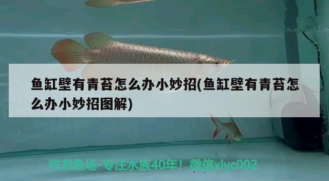 佛山觀賞魚產業調研幫助農民（佛山 觀賞魚）