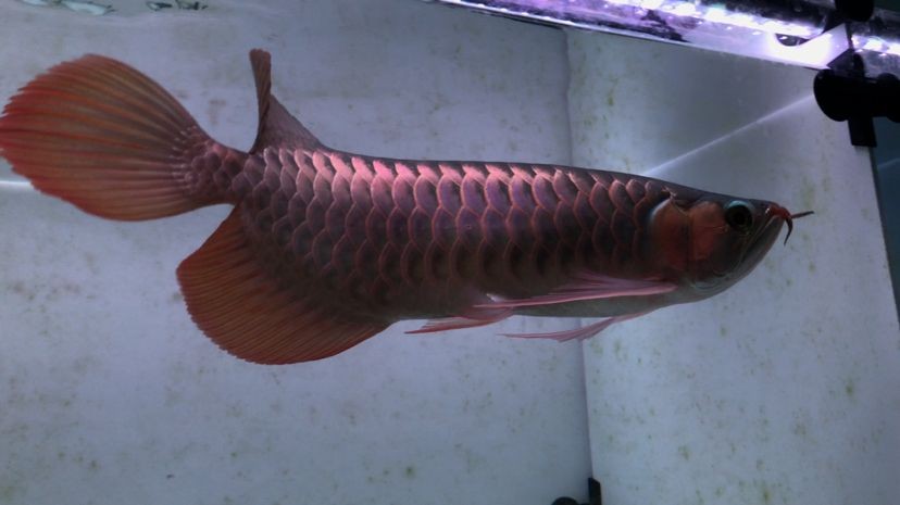 什么是戰車紅龍魚