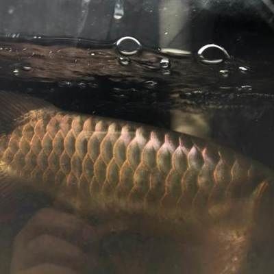 什么是戰車紅龍魚