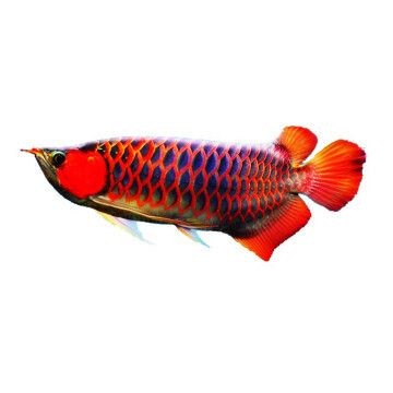 什么是戰車紅龍魚