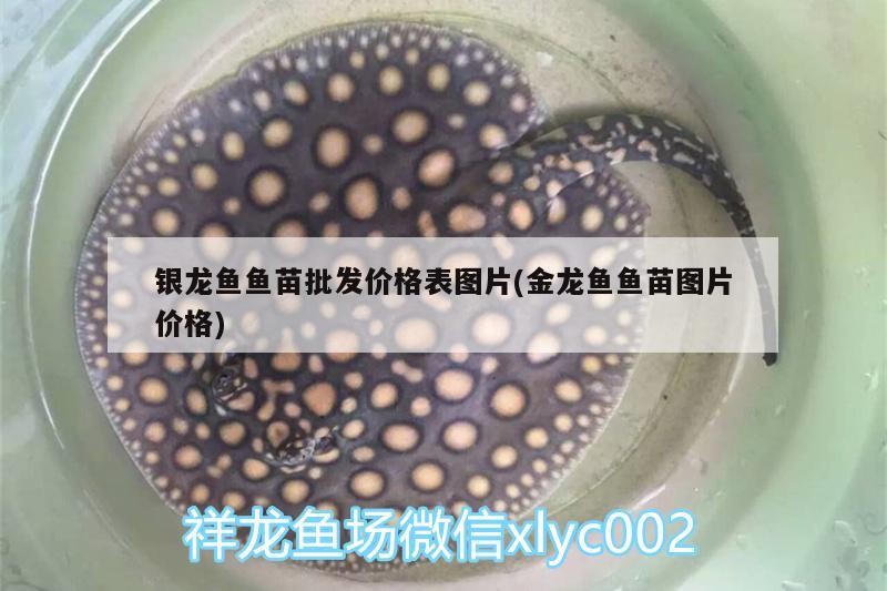 銀龍魚魚苗批發(fā)價格表圖片(金龍魚魚苗圖片價格)