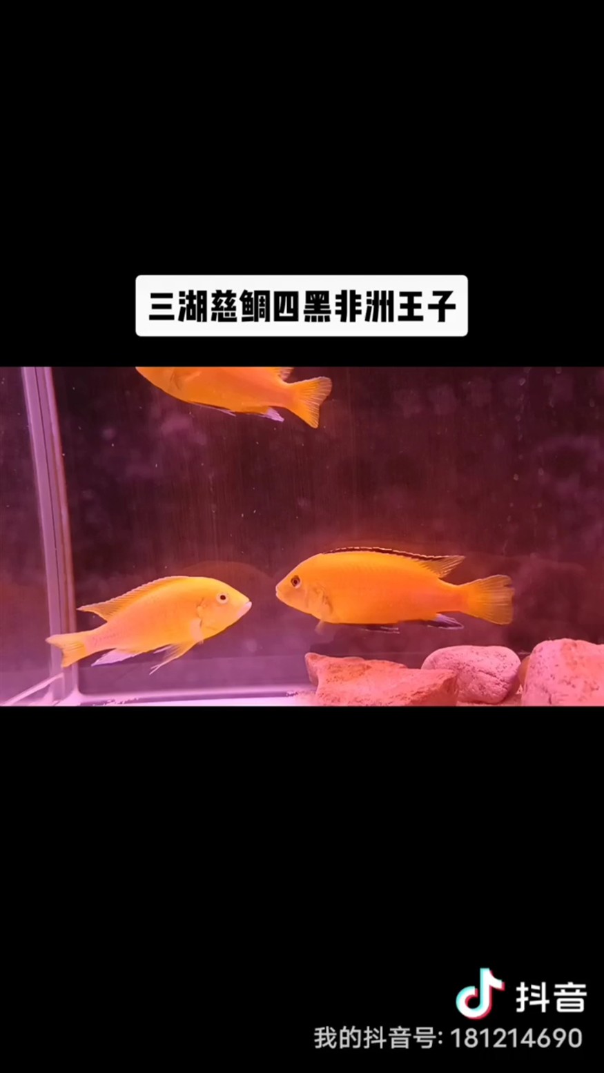 清缸，四黑非洲王子成魚10cm+多條