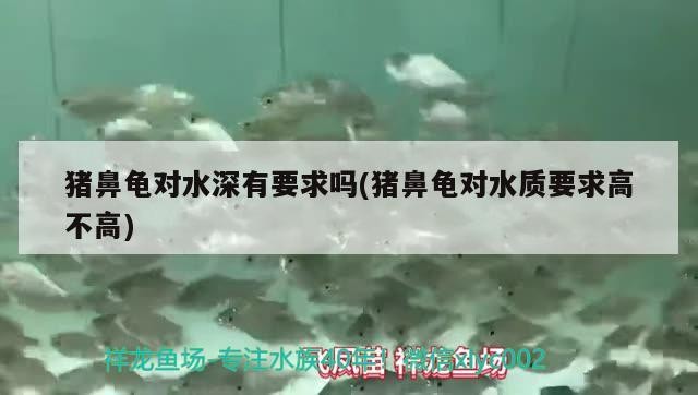 龍魚 豬鼻龜對水深有要求嗎(豬鼻龜對水質(zhì)要求高不高) 豬鼻龜百科 豬鼻龜對水深有要求嗎(豬鼻龜對水質(zhì)要求高不高) 豬鼻龜對水深有要求嗎(豬鼻龜對水質(zhì)要求高不高) 豬鼻龜百科