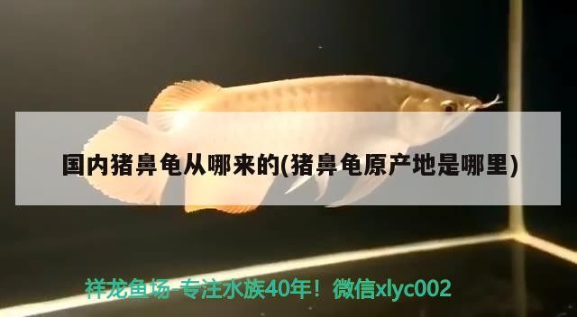 國(guó)內(nèi)豬鼻龜從哪來(lái)的(豬鼻龜原產(chǎn)地是哪里)