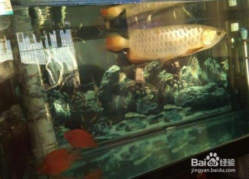 冬天魚缸換水可以用開水嗎：冬天魚缸換水不建議使用開水