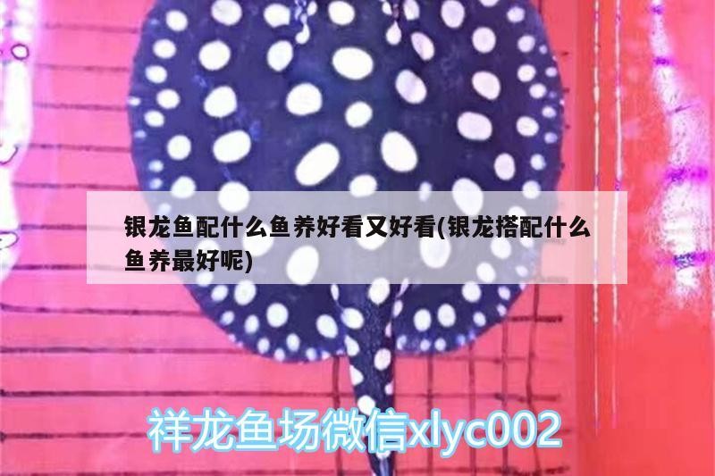 銀龍魚配什么魚養好看又好看(銀龍搭配什么魚養最好呢)
