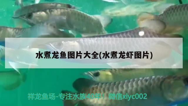 水煮龍魚圖片大全(水煮龍蝦圖片)